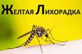 ЖЕЛТАЯ ЛИХОРАДКА
