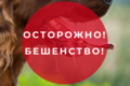 БУДЬТЕ ОСТОРОЖНЫ, БЕШЕНСТВО – ЭТО ОПАСНОЕ ЗАБОЛЕВАНИЕ, ОБЩЕЕ ДЛЯ ЧЕЛОВЕКА И ЖИВОТНЫХ.